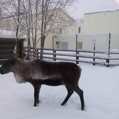 Санаторий Лапландия, Кольский район, Мурманская область