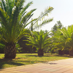 Пансионат Дельфин, Адлер, Краснодарский край