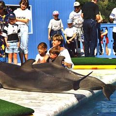 Пансионат Дельфин, Адлер, Краснодарский край