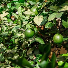 Отель Лазурь, Адлер, Краснодарский край