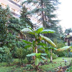 Санаторий СССР , Сочи, Краснодарский край