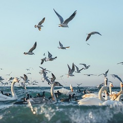 Отель Де Ла Мапа, Анапа, Краснодарский край