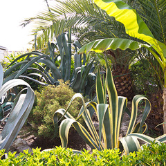 Гостевой дом Лакоста, Адлер, Краснодарский край