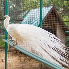 Санаторий Октябрьский, Краснодарский край