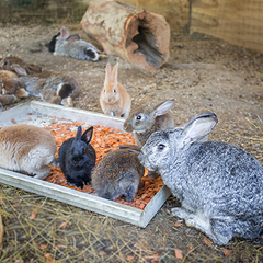 Санаторий Октябрьский, Краснодарский край