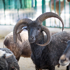 Санаторий Октябрьский, Краснодарский край