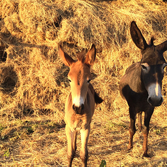 Коттеджный комплекс Шиболово-горки, Московская область