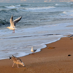 Отель Феодосия, Феодосия, Крым
