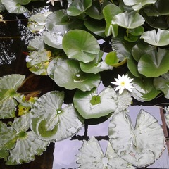 Пансионат Ай-Тодор-Юг, Гаспра, Крым