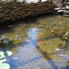 Пансионат Ай-Тодор-Юг, Гаспра, Крым