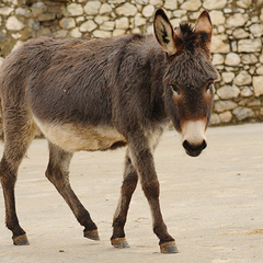 Отель Porto Mare, Алушта, Крым