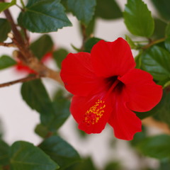 Отель Флорин, Геленджик, Краснодарский край