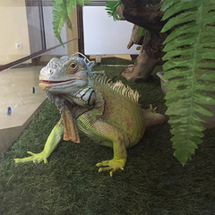 Гостиничный комплекс Дельмонт, Сукко, Краснодарский край