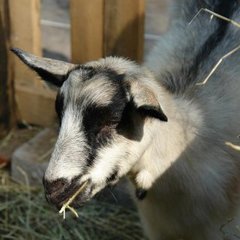 Пансионат Соколова пустынь, Московская область