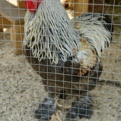 Пансионат Соколова пустынь, Московская область