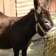 Пансионат Соколова пустынь, Московская область