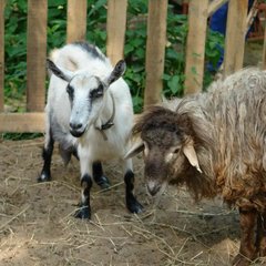 Пансионат Соколова пустынь, Московская область