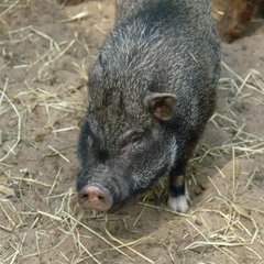 Пансионат Соколова пустынь, Московская область