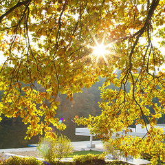 Санаторий Отрадное МЕДСИ, Московская область