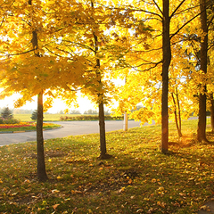 Санаторий Отрадное МЕДСИ, Московская область