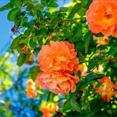 Гостиница Домбай, Геленджик, Краснодарский край