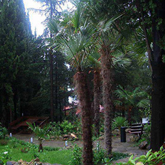 Пансионат Морской Бриз, Гурзуф, Крым