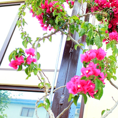 Пансионат Бригантина, Береговое, Крым