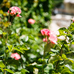 Пансионат Нева, Алушта, Крым