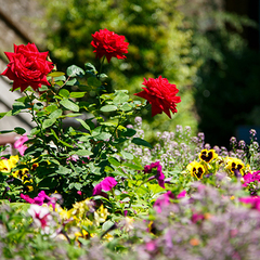 Пансионат Нева, Алушта, Крым