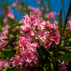 Отель Арина (Лоо), Лоо, Краснодарский край