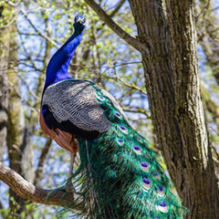 Пансионат Солнечная Долина, Оленевка, Крым