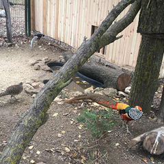 Пансионат Солнечная Долина, Оленевка, Крым