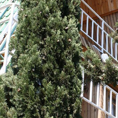 Эко-отель Алые Паруса, Сатера, Крым