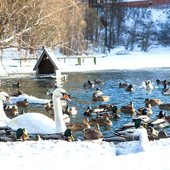 Санаторий Барвиха, Барвиха, Московская область