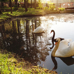 Загородный клуб Артилэнд, Московская область