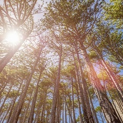 Отель Green park Yalta-Intourist, Ялта, Крым