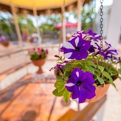 Дом отдыха Федор Шаляпин дом семейного отдыха , Евпатория, Крым