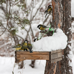 Курорт Марьин остров, Чемал, Республика Алтай