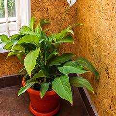 Отель Марика, Краснодарский край