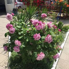 Отель Черноморочка, Анапа, Краснодарский край