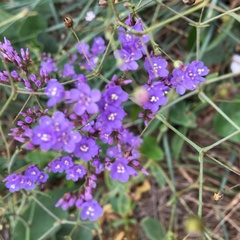 Отель Christie, Крым