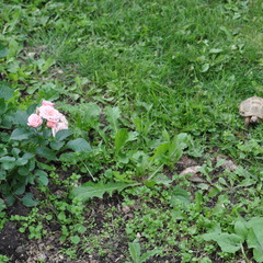 Апарт-отель Арнеево, Московская область