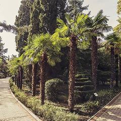 Санаторий Пушкино, Гурзуф, Крым