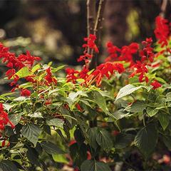 Санаторий Пушкино, Гурзуф, Крым