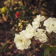 Санаторий Пушкино, Гурзуф, Крым