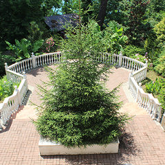 Санаторий Чемитоквадже, Лазаревское, Краснодарский край