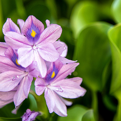 Отель Ламоре, Сочи, Краснодарский край