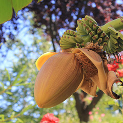 Отель Ламоре, Сочи, Краснодарский край