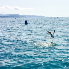 Отель Ламоре, Сочи, Краснодарский край