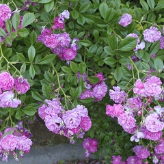 Вилла Отрадное вилла, Отрадное, Крым